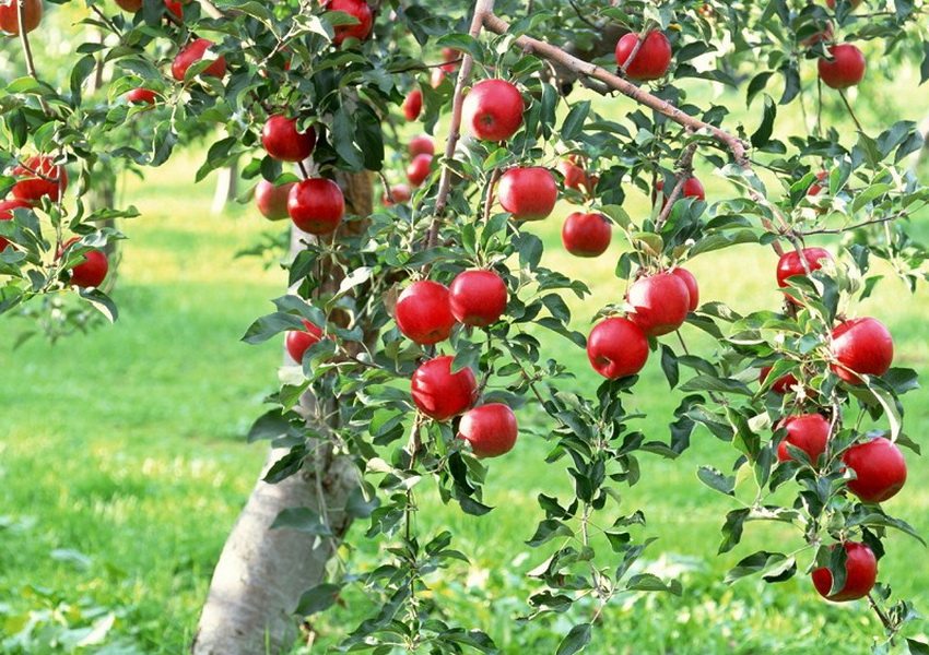 Red apples on a tree in the garden of a country house
