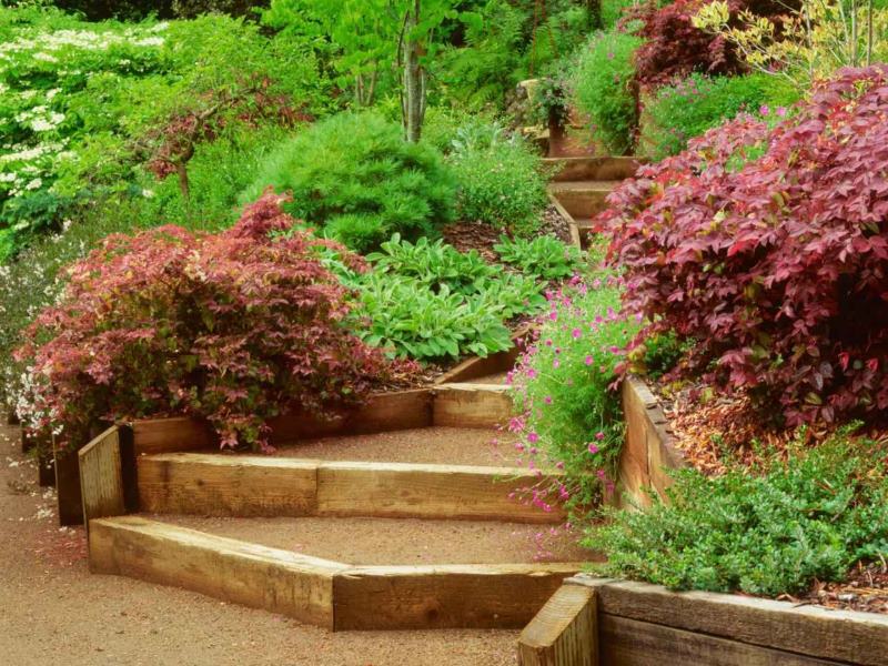 Arbustes d'ornement le long des escaliers du jardin