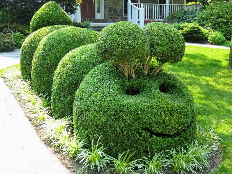 An example of topiary shrubs in a garden of a summer cottage