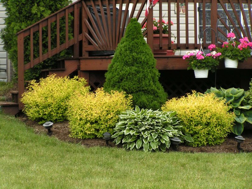 A beautiful selection of shrubs to decorate the porch of a garden house