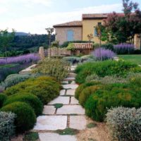Low shrubs in the design of the suburban area