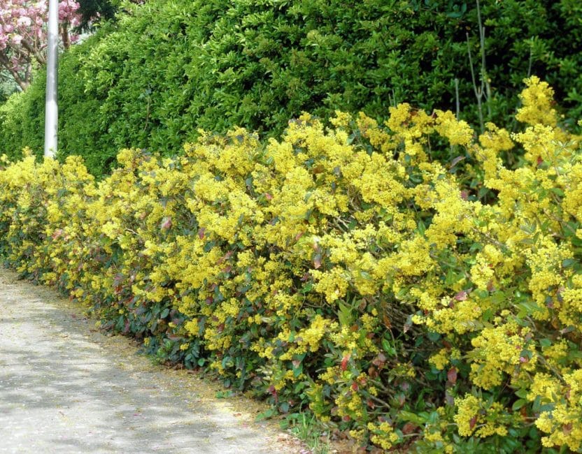 Hedgerow à feuilles persistantes Magonia