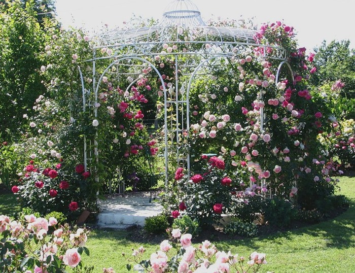metal open gazebo with blooming roses