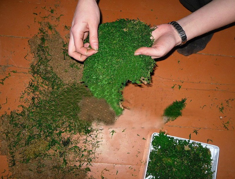 Preparation of natural moss for the manufacture of decor items