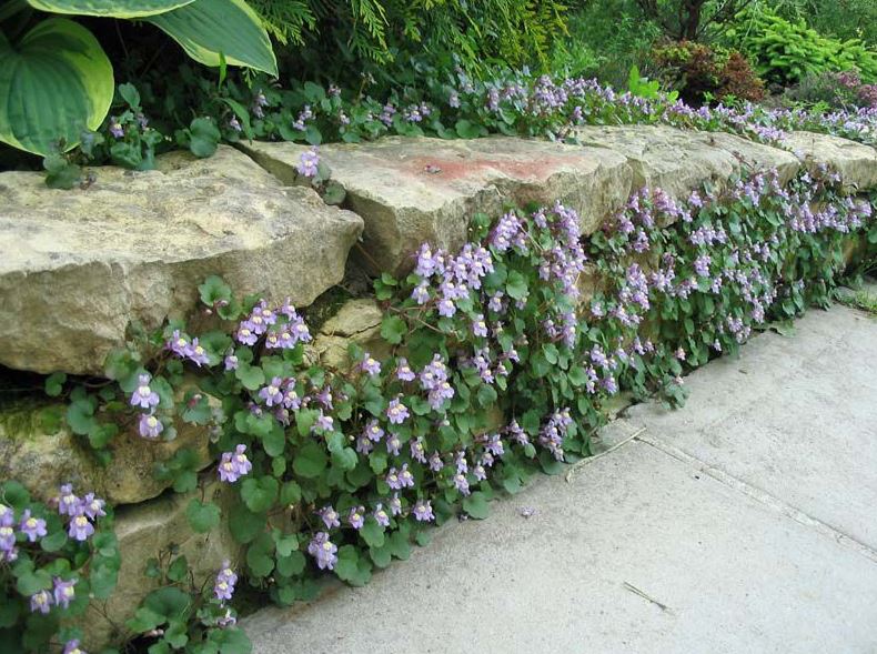 Low retaining wall made of local rubble stone