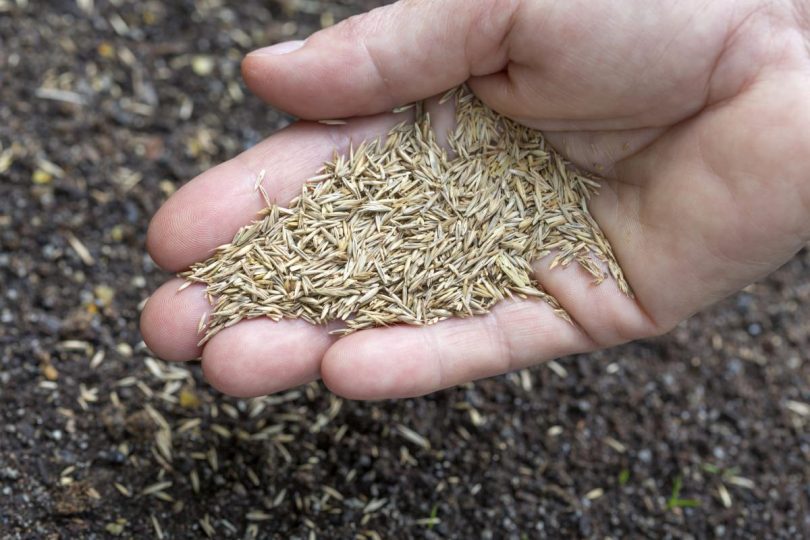 Seeds of grass for sowing lawn