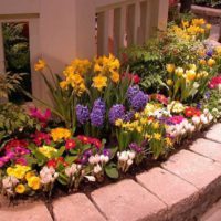 Flowerbed with perennial flowers