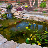 Vrtni ribnjak s vodenim ljiljanima na površini vode