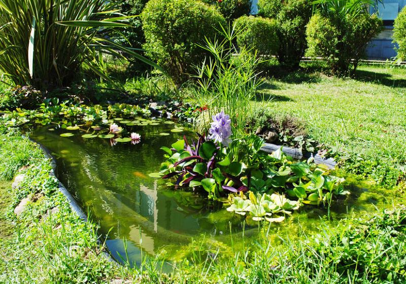 Small garden pond with aquatic plants