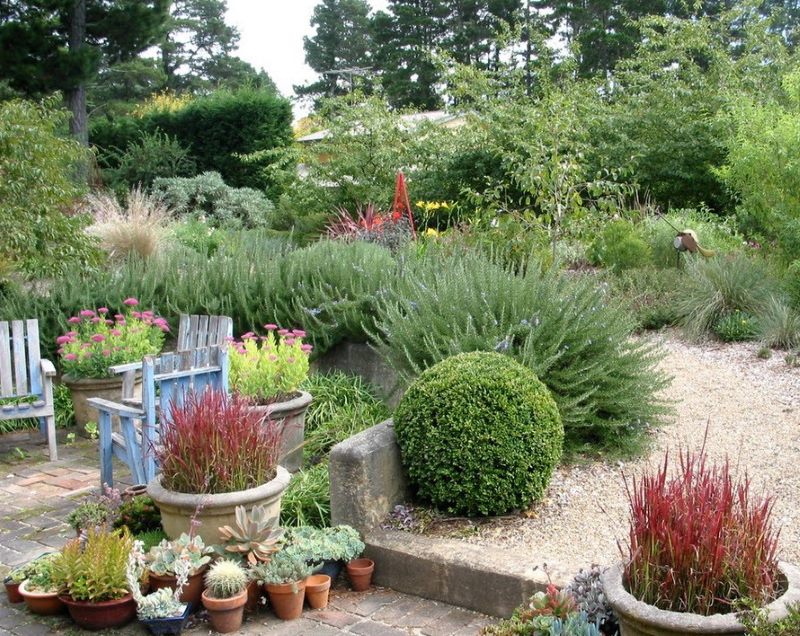 Shrub plants for the country garden