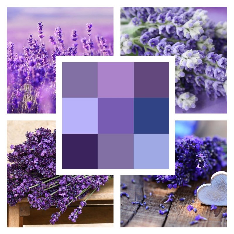 Varieties of lavender shades in interior design