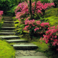 Scale di pietra in un giardino fiorito