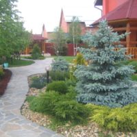 Conifers in the design of the suburban area