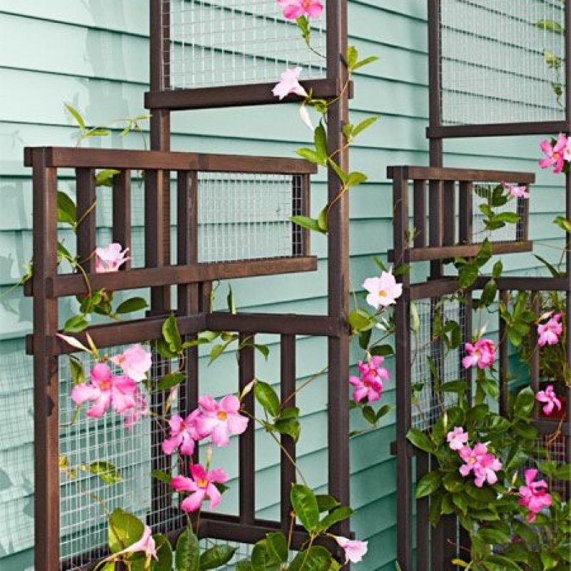 Wooden trellis along the wall of the house