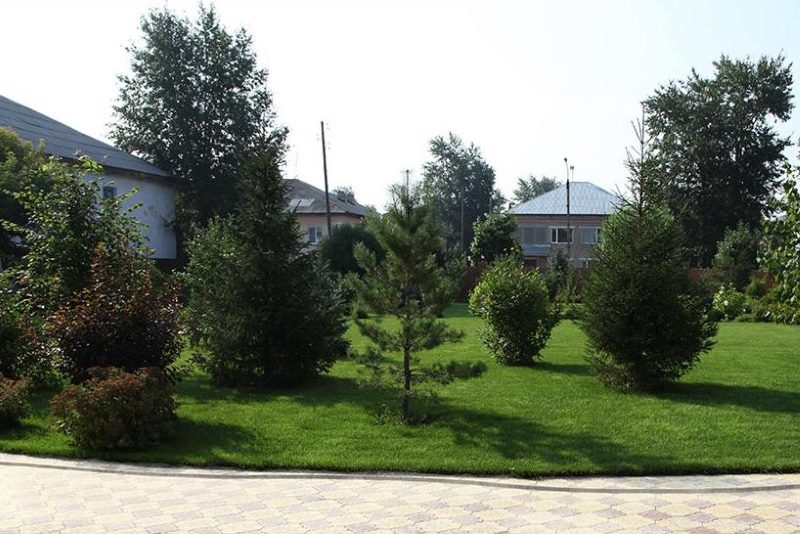 Deciduous and coniferous trees in the landscape of a summer cottage