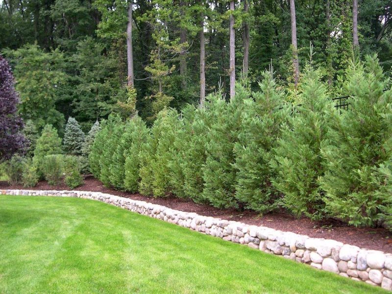 Decoration of the fence with tall conifers