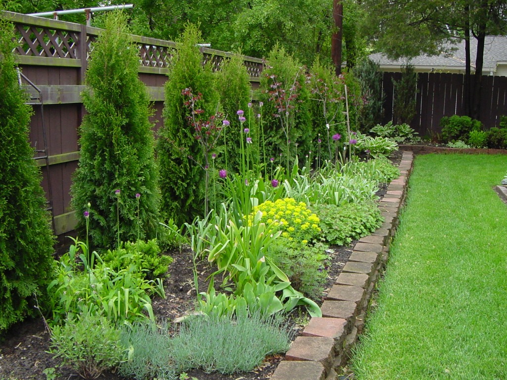Dressing a country fence with pyramidal thujas