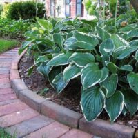 Hosta on the flowerbed in the shade of garden trees