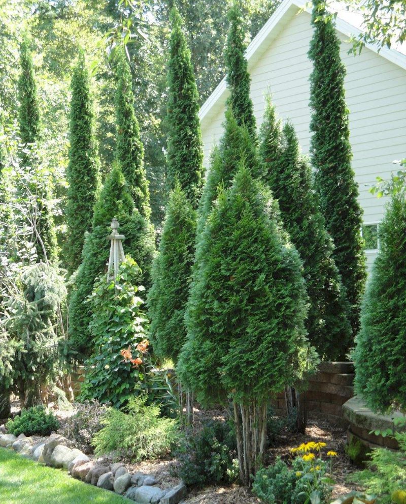 Tall conifers in garden design
