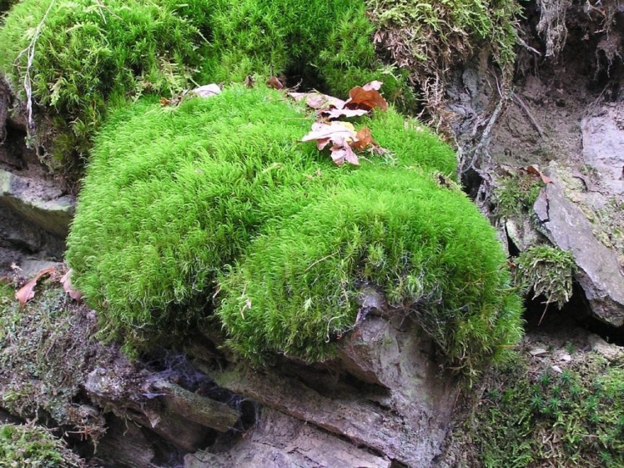Live moss on stone in natural conditions