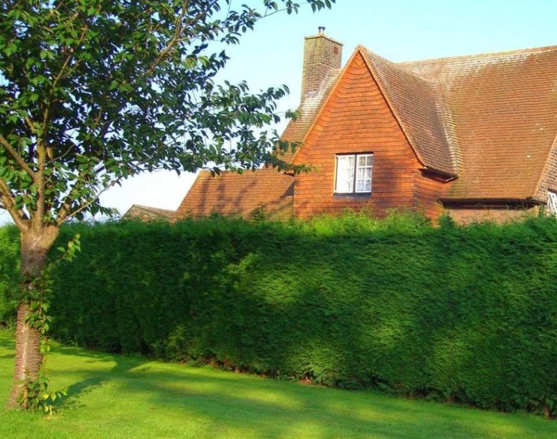 A hedge instead of a fence on a private plot
