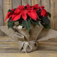 Red flowers in a pot with burlap decor