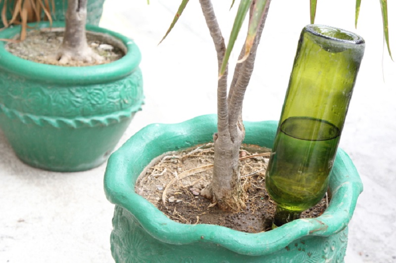 Lifehack from a bottle for watering indoor plants