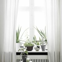 Indoor plants on a white windowsill