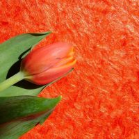 Tulip flower on a background of red liquid wallpaper