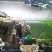 Aquarium de tortues au-dessus de l'eau
