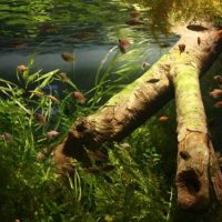 Vieux bois flotté dans un aquarium rectangulaire