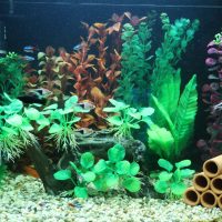 Décorer un aquarium avec des plantes aquatiques