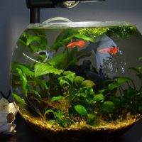 Round aquarium with red fish
