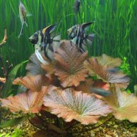 Striped fish over large leaves