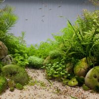Imitazione delle alghe della giungla