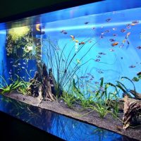 Home aquarium with clean water