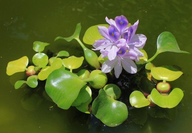 Water hyacinth Eichornia with lilac flowers