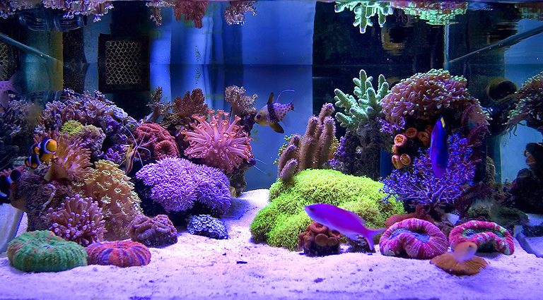 Beautiful underwater world with corals
