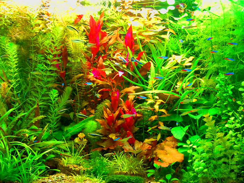 The abundance of vegetation in the Dutch-style aquarium