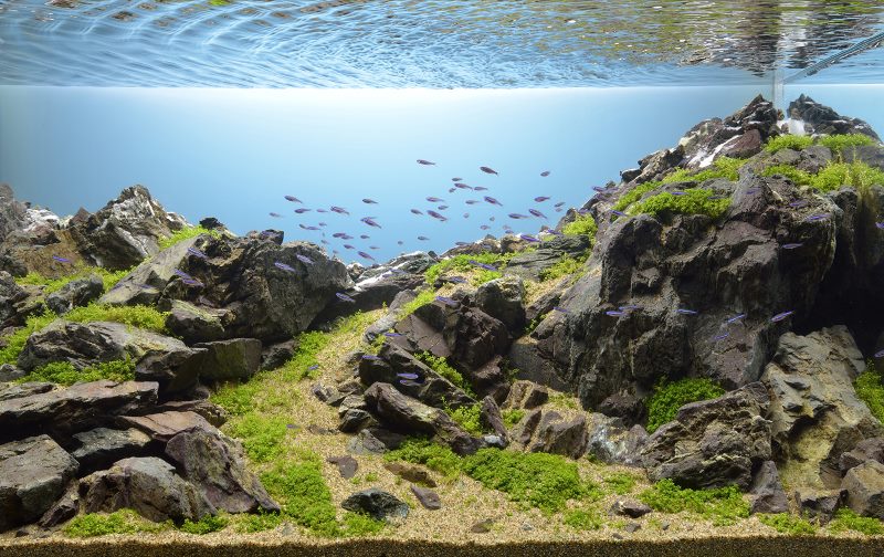 Realistica decorazione dell'acquario con pietra naturale