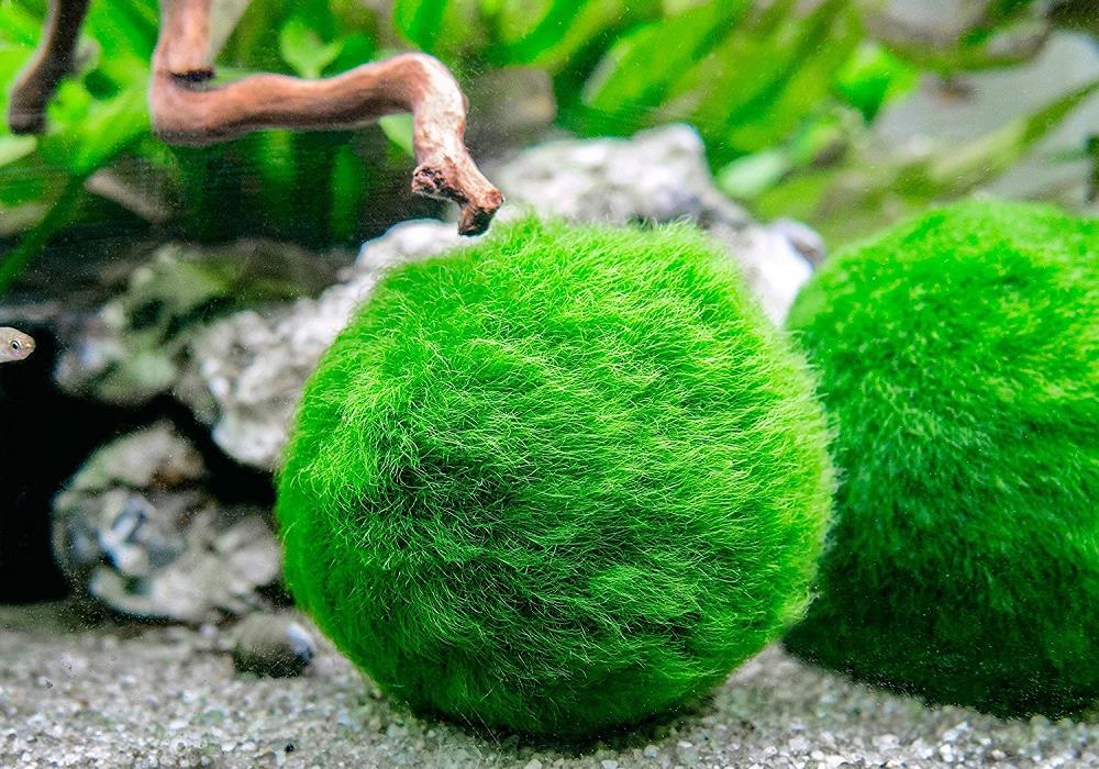 Green algae balls at the bottom of the aquarium