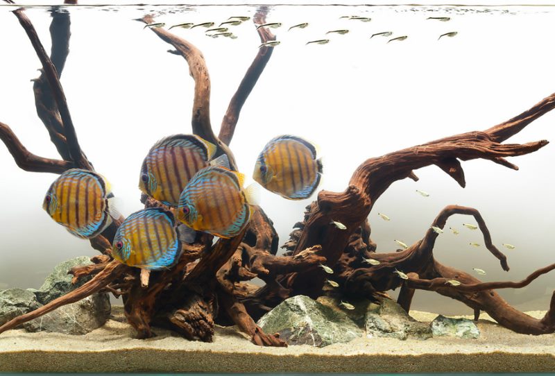 Striped fish in a river aquarium