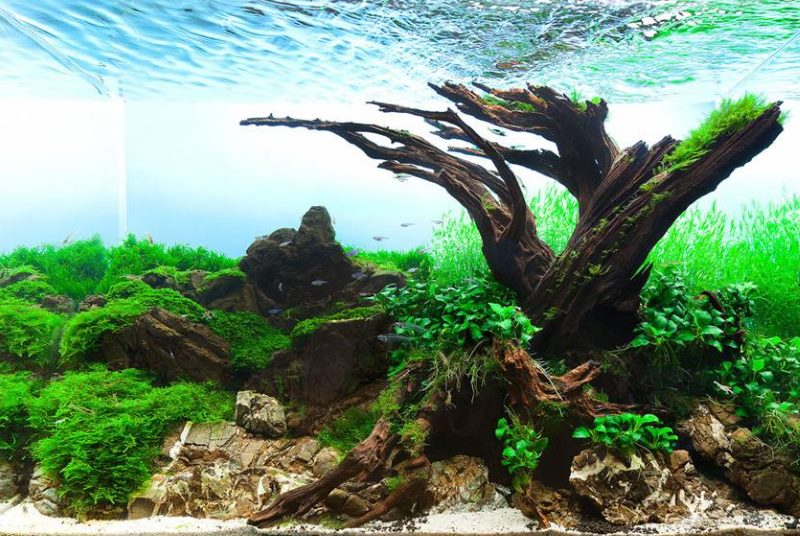 The roots of the tree inside the aquarium