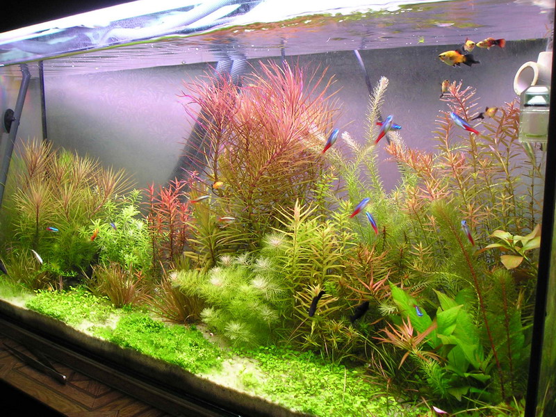 Colorful water plants in a home aquarium