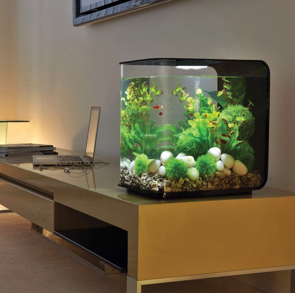 Petit aquarium carré sur le bureau