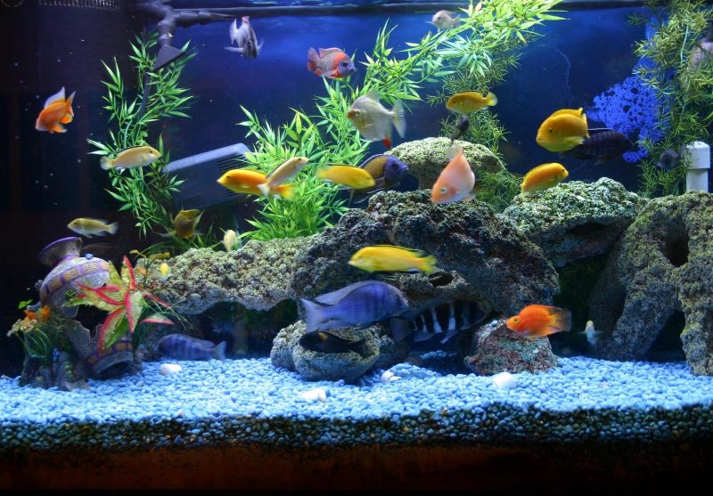 Live fish in a home aquarium