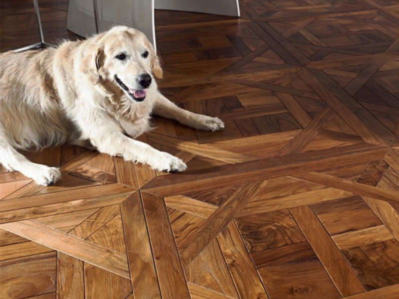 Dog on the parquet floor made of modular shields