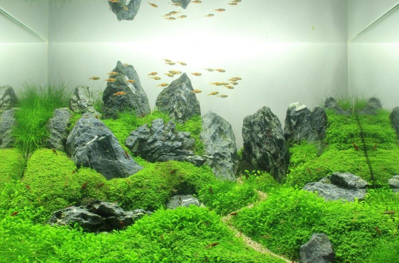 Décoration d'aquarium à la maison de style Taiwan