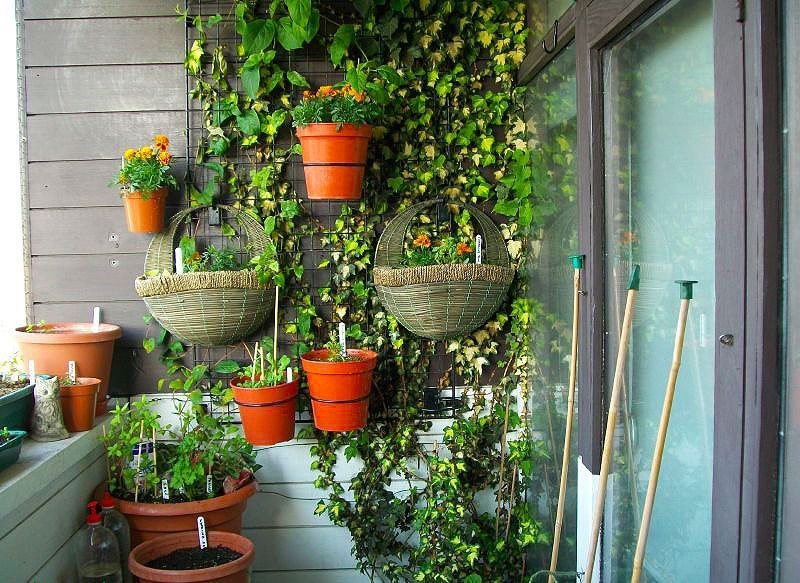 Hanging pots with indoor plants on the balcony wall