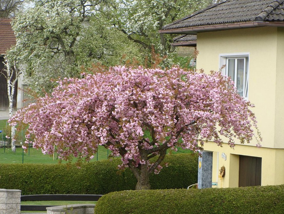 Ukrasna trešnja cvjeta u uređenom vrtu